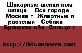 Шикарные щенки пом шпица  - Все города, Москва г. Животные и растения » Собаки   . Брянская обл.,Сельцо г.